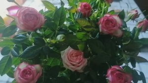 21. 22. 23. 10. Подготовка и конкурс. Большое событие для нас.! И еще распевки , Муся и букет.