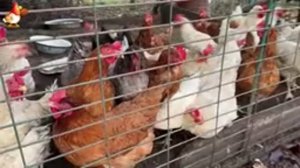 Куры осенью очень счастливы 🤗😂😜  (14)