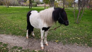 покормили лошадку 19-11-2025