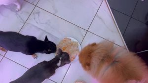 Хвостикам пришло время подкрепиться.