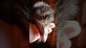 Экзотика / Посмотри видео до конца .
Птицеводство / Страусы Эму .......