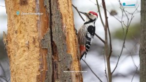 Лебеди не торопятся улетать, щеглы ищут репейник, а дятел продолжает плотничать