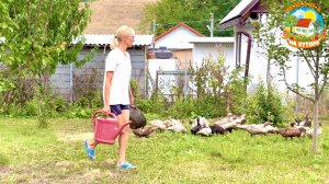 Заготовки на зиму и томатный суп. Уток стало ещё больше!