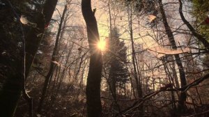 21 ноября - Волшебный день. Что важно сделать, чтобы сбылась мечта.