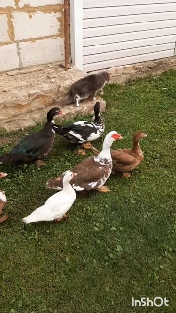 Животные.Сборник интересных моментов из жизни животных.Фильм6.Серия3.Часть1.mp4