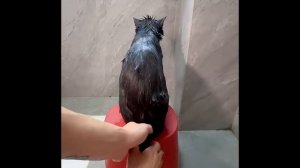 Как хорошо заботиться хозяин о своем коте