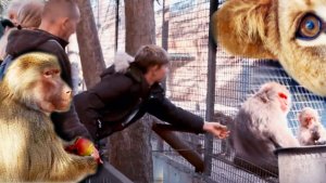 Феня, как дела? Кошмар! Нарушители за каждым углом! Игривая хищница рядом! Красный Дракон и семья.