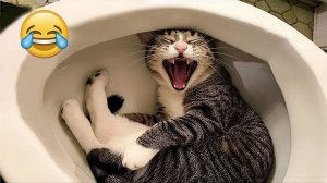 Новые самые смешные видео про животных😺😅 🤣😂