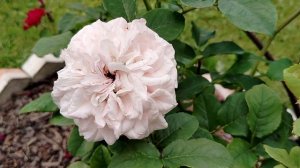 Роза японика 'Латте Арт' от Роза-Сад - пересорт?