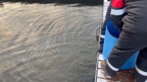 19.11.25. Утреннее зарыбление VIP зоны форелью.