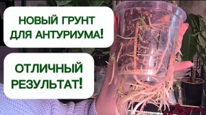 Вах! Какие корни растут в моем грунте для антуриумов!  19-11-2025