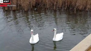 Альметьевцы беспокоятся за жизнь местных лебедей
