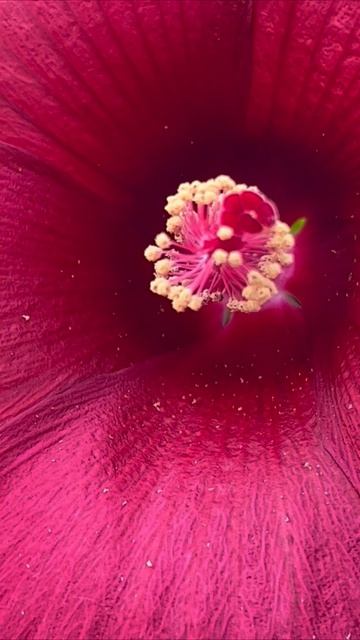 Травянистые гибискусы