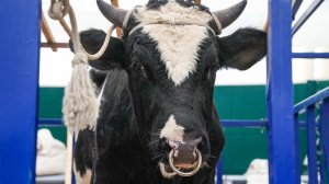 Педагог техникума пытался принести в жертву быка, но получил срок за наркотики