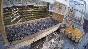 🔴 Кормушка Live — кто придёт сегодня?