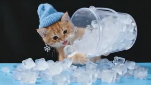 Осенью тоже нужен лед!