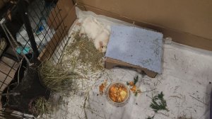 Сказка морским свинкам на ночь🌙🐗