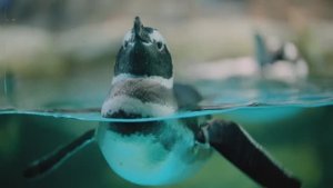 Животные, дикие существа и природа! 8K HDR