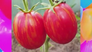 Томаты для консервирования. г. Киров