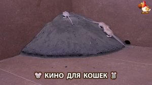 Видео для кошек про крысок развлекать питомцев 🐭🐀😂 (377)