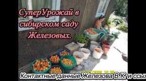 СуперУрожай в сибирском саду Железовых.