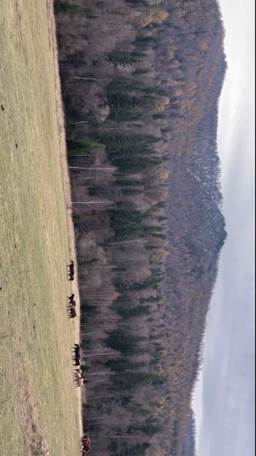 Лошади на Алтае