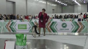 Посадский Страж Инара