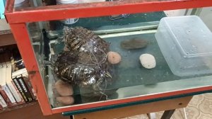 Чистые и довольные красноухие черепахи