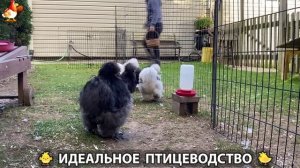 Идеальное птицеводство достойно восхищения 🐓🦆🦢🦚🦃🐔 эпизод (405)
