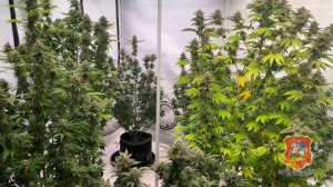 Полицейские Дмитрова нашли в доме местного жителя мини-плантацию конопли