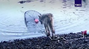 Дикие волки научились... ловить рыбу сетью. Нет, это не ИИ-видео