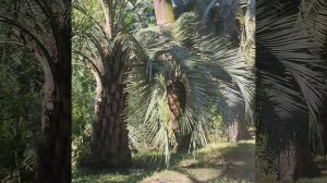 прогулка по Дендравию в г. Сочи