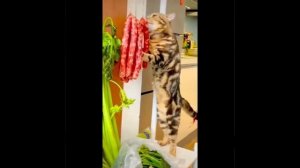 Видео от МЯУтаверс – как метавселенная, но с котами