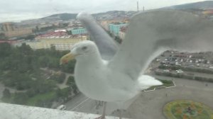 Мурманск Поселение в отеле Азимут