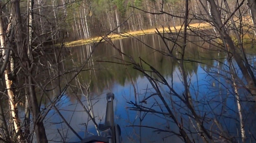 Собаки не оставили шанса зверю. Добыл крупного лося. He got a large moose.