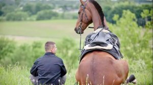 Частушка про коня.