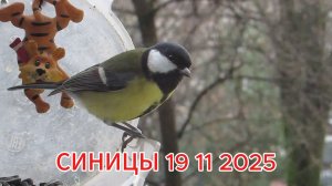 СИНИЦЫ - 19 11 2025
