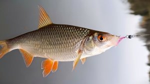 Микроджиг осенью на пруду перед морозами. Ловля окуня и не только.