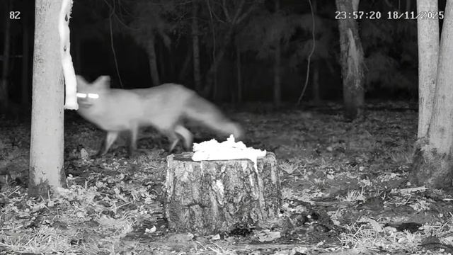 Лиса и сало на пеньке Калуга