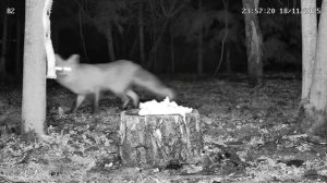 Лиса и сало на пеньке Калуга