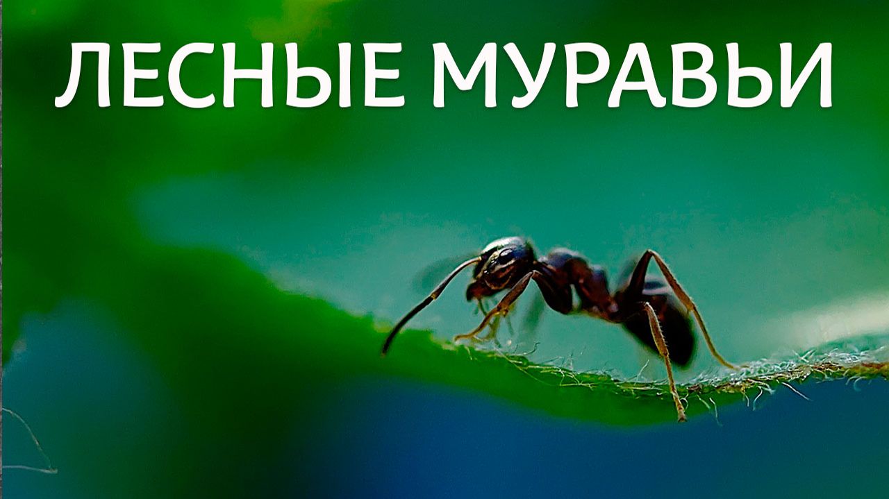 Лесные муравьи