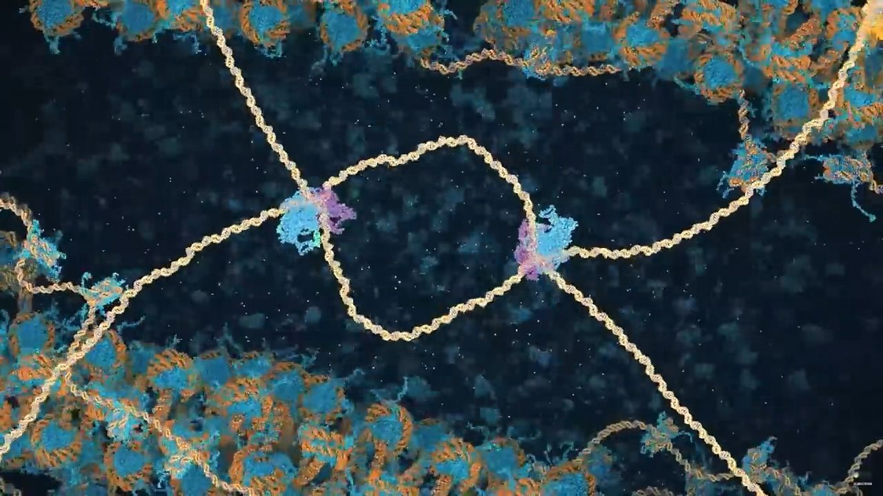 ДНК – структура, функционирование, визуализация