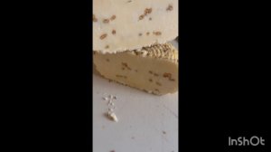 19-11-2025 СЫР ДОМАШНИЙ С ПАЖИТНИКОМ 👍/жизнь здесь и сейчас ❤️❤️❤️