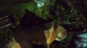 я и моя собака