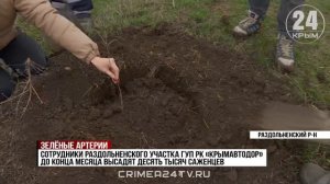 Более 110 тысяч молодых деревьев высадят вдоль крымских трасс