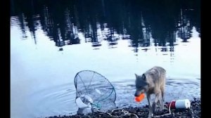 Ученые впервые зафиксировали, как дикий волк использует рыболовную сеть