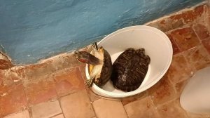 Гиперактианые красноухие черепахи)