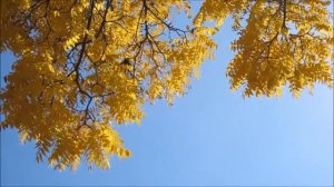 20 ноября - Точка отсчета вашей судьбы.