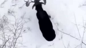 Как лось скидывает рога