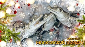 Крокодилы, питоны, удавы, черепахи и анаконда. Рептилии. Змеи. Московский зоопарк. Осень 2025